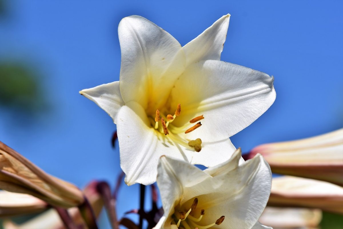 Quelle plante offrir pour un mariage ? Quelle plante offrir pour un mariage ?