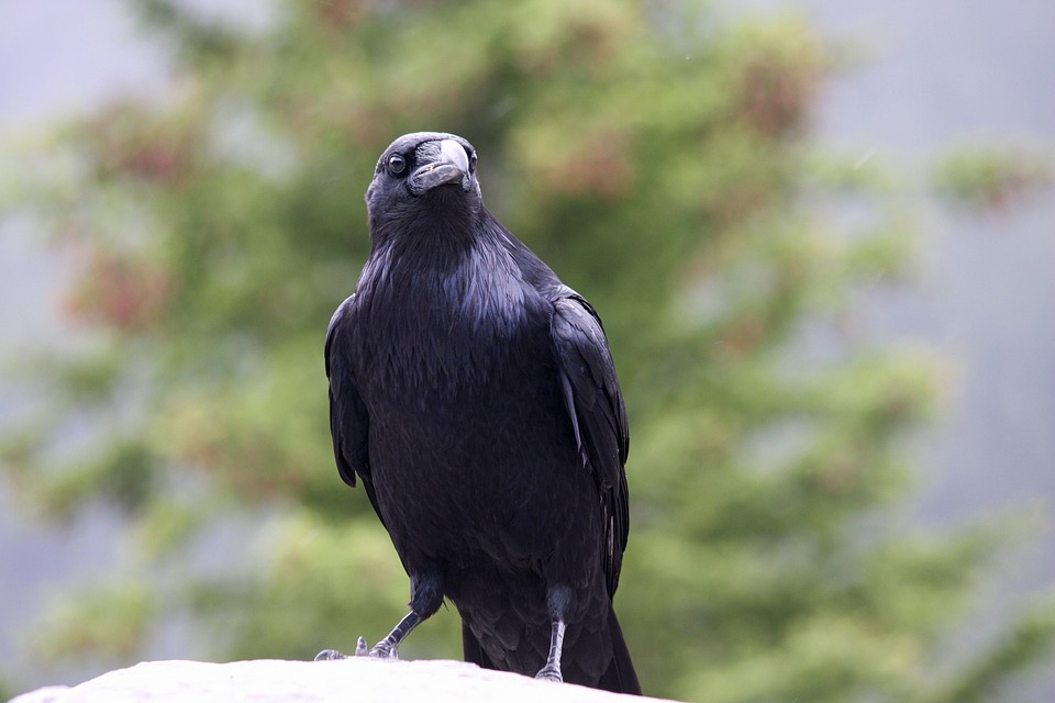 Le Jardin Secret à Blanc : Mariage dans les Jardins Botaniques Marie Selby