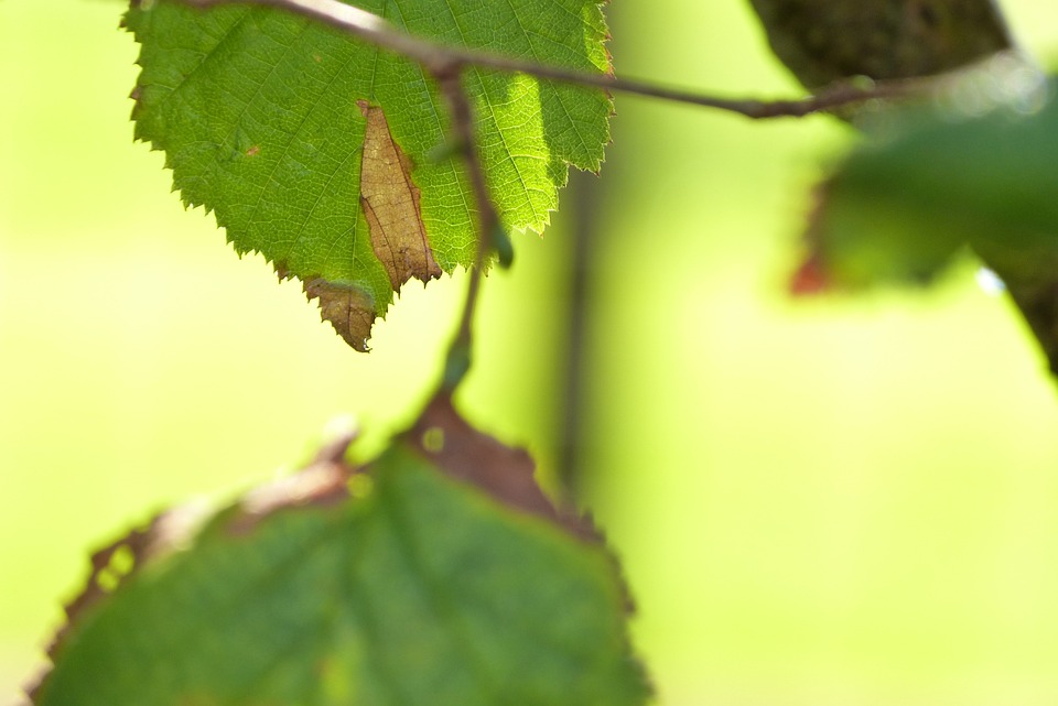 Mariage d&rsquo;Automne à la Convention Moderne et Traditionnelle Coréenne