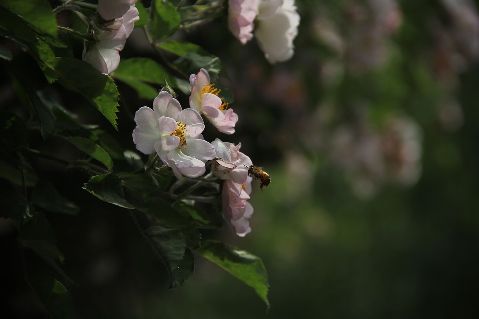 Soirée blanche : les possibilités de jeux et de divertissements Soirée blanche : les possibilités de jeux et de divertissements