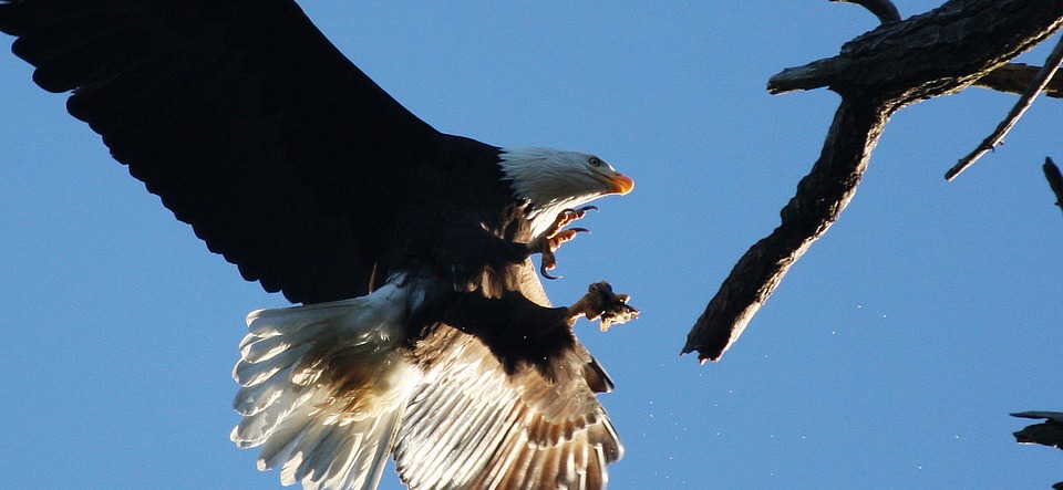 L&rsquo;Essence des Grandes Plaines avec Un Coup de Chapeau à Farms Meadow Still