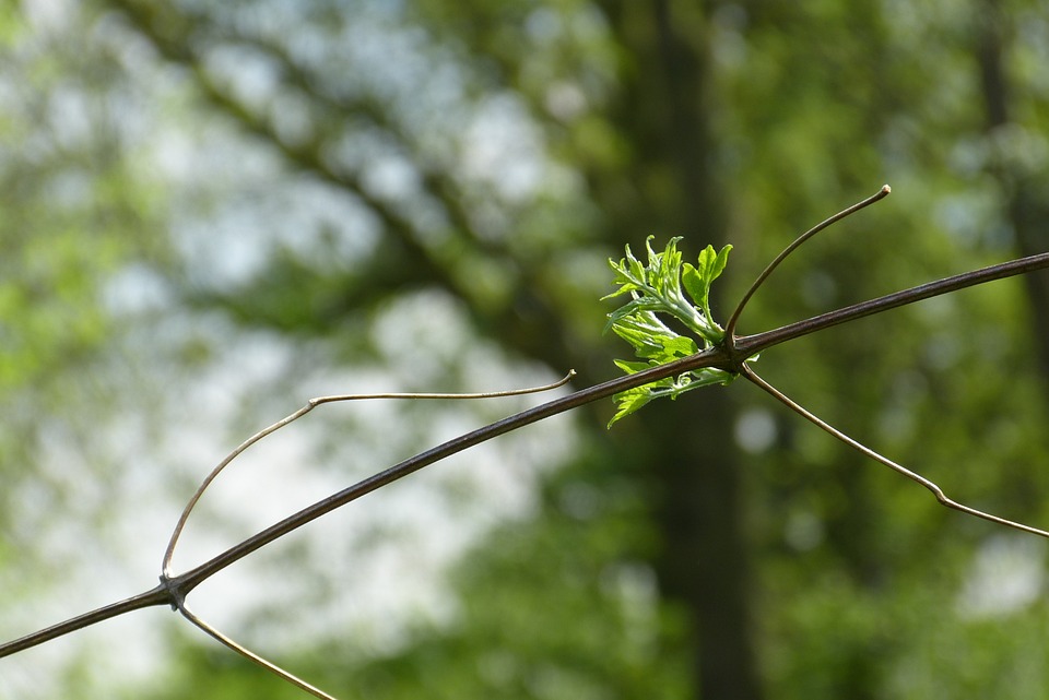 Catégories Uniques pour une Mariage Inoubliable », however titles tend to be very brief in french so it could also be :« 4 Idées qui Font Jour