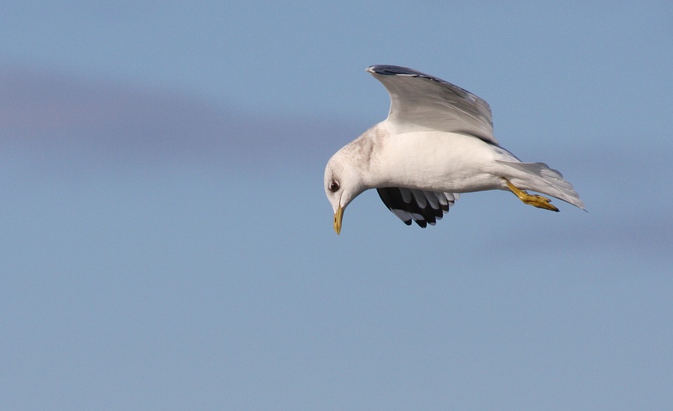 L&rsquo;Épithète de Chic Parissien