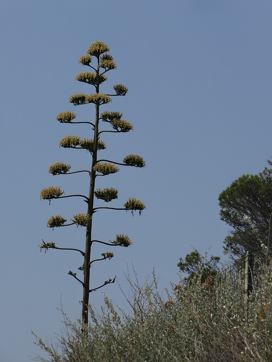 Lune de Mi-Carré Lune de Mi-Carré