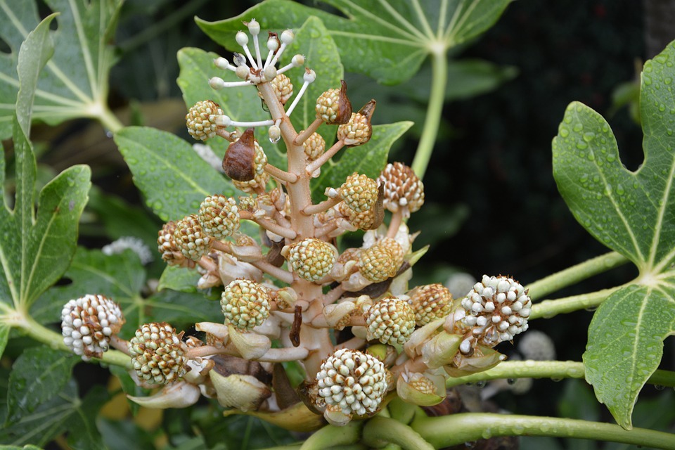 Un Soir de Romance Classique et de Célestins à Graydon Hall Manor