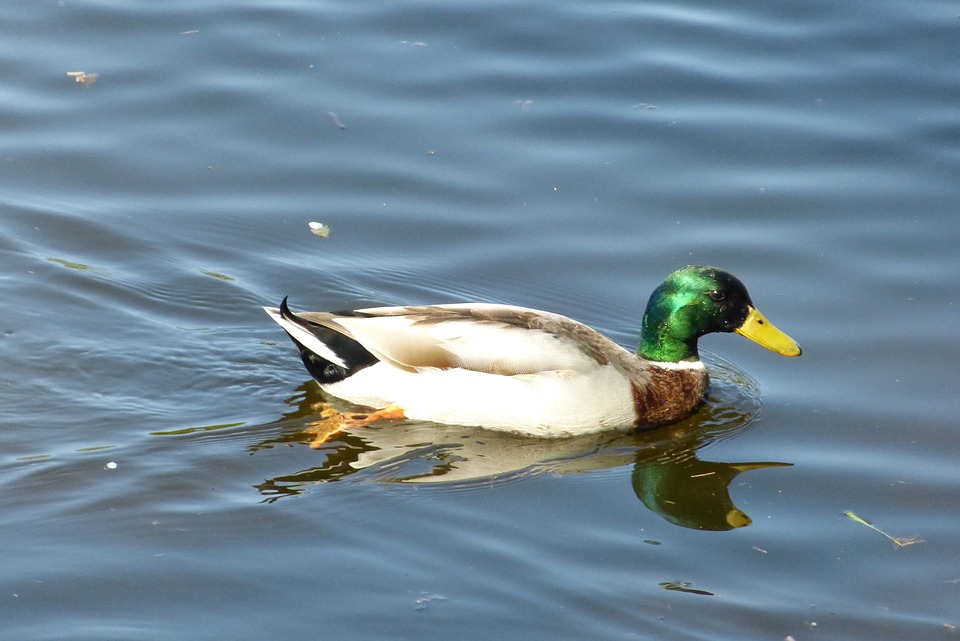 Charmes Doux sous les Cieux du Grand Sud