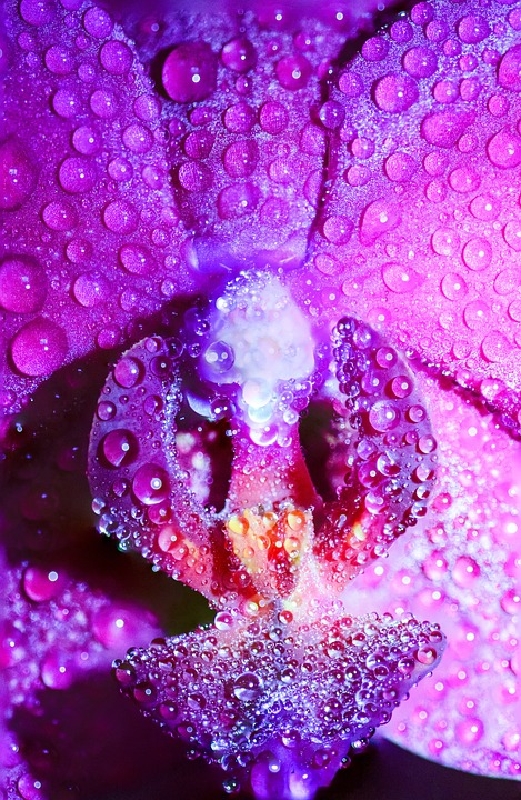 Fleurir l&rsquo;amour sous le soleil de Maui