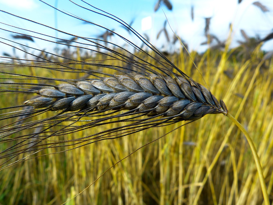 La Mariage Printanier Sous Tente au Country Club de Caroline du Nord avec Lavande
