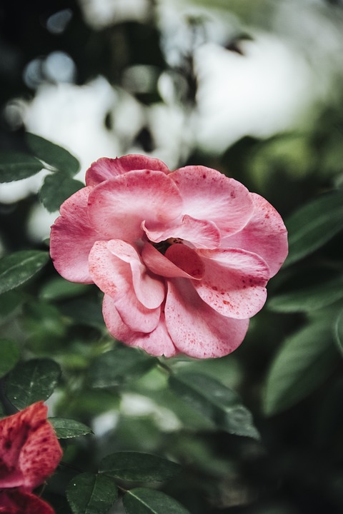 Un Mariage de Rêve : Deux Mondialistes Se Disent Oui à Barcelone